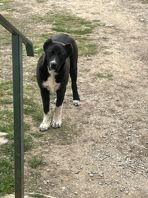 Vând femela Ciobănesc de Bucovina 