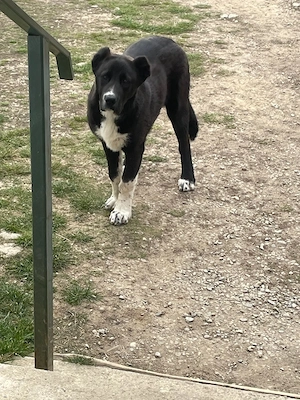 Vând femela Ciobănesc de Bucovina  - imagine 3