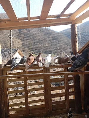 40 de. porumbeii  - imagine 2