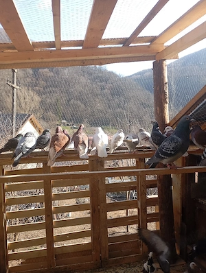 40 de. porumbeii  - imagine 3