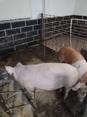 Scroafeeee - imagine 4