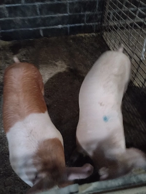 Scroafeeee - imagine 2