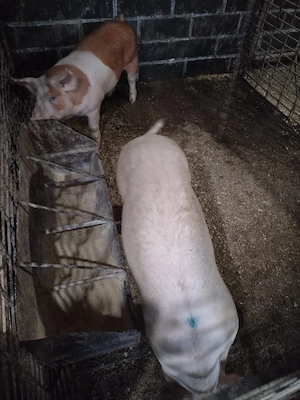 Scroafeeee - imagine 5