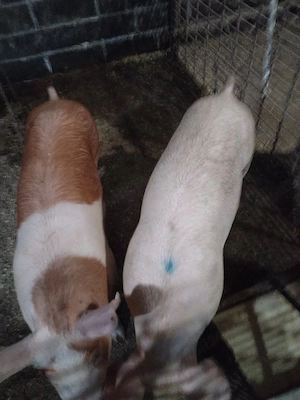 Scroafeeee - imagine 3