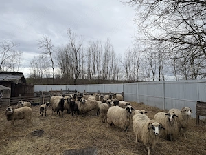 Vand oi și miei  - imagine 3