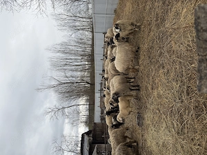 Vand oi și miei  - imagine 4