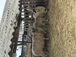 Vand oi și miei  - imagine 5