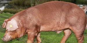 Vând porc de carne
