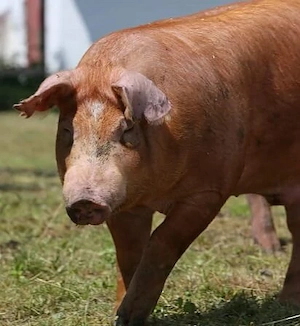 Vând porc de carne - imagine 2