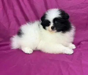 Bichon   fetițe și baietei