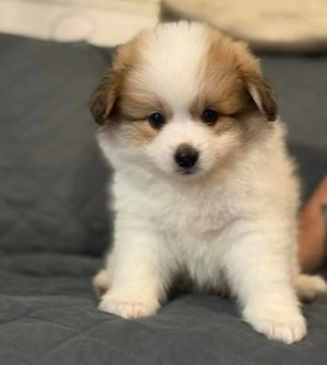 Bichon havanez fetițe și baietei