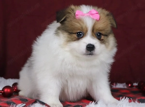 Bichon havanez 500 lei - imagine 5