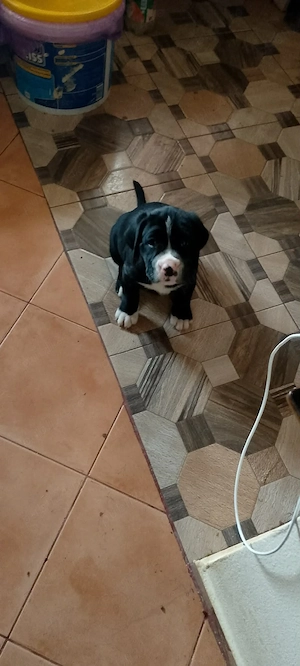 catelusi la oferta frumusei - imagine 3