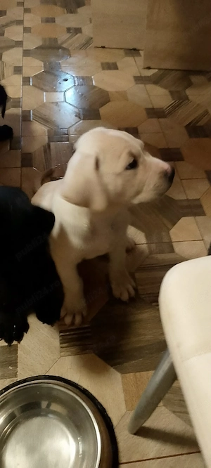 catelusi la oferta frumusei - imagine 2