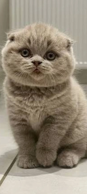 Scottish Fold Lilac