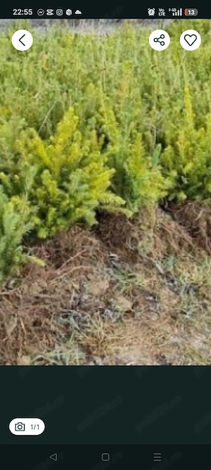 vând puieți tratați salcâm mesteacăn brad molid pin Tei fag stejar prin fan Courier in toată țara m-