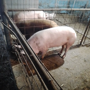 vand porci  - imagine 4