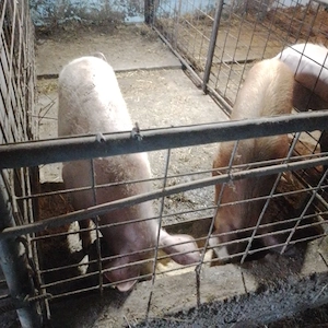 vand porci  - imagine 3