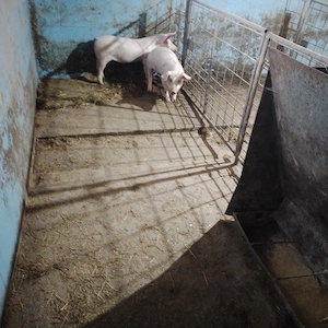 vand porci  - imagine 5