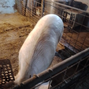 vand porci  - imagine 2