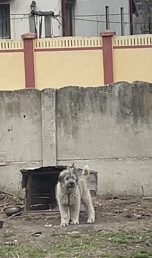 Cățel de vânzare 5 luni Ciobănesc carpatin 