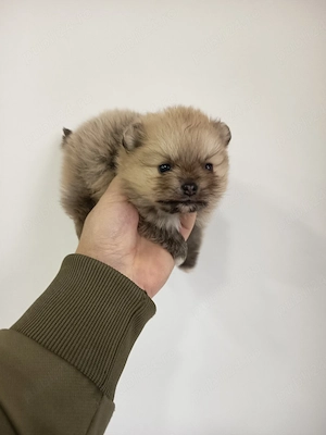 pomeranian femela disponibila  - imagine 2