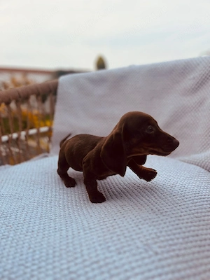 pomeranian femela disponibila  - imagine 4