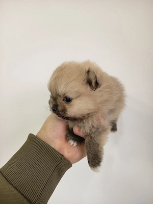 pomeranian femela disponibila  - imagine 3