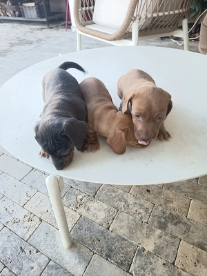 pomeranian femela disponibila  - imagine 5