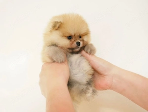 Pomeranian crem toy  - imagine 2