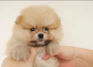 Pomeranian crem toy  - imagine 3