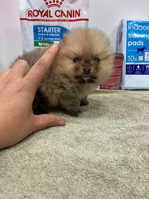 Pomeranian Toy 