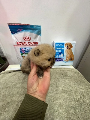 Pomeranian Toy  - imagine 2