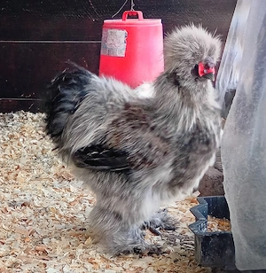 Silkie, mătase japoneza pui, găini și cocoși!