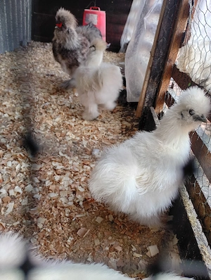 Silkie, mătase japoneza pui, găini și cocoși! - imagine 4