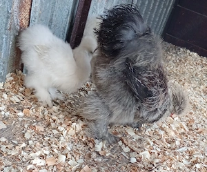 Silkie, mătase japoneza pui, găini și cocoși! - imagine 2