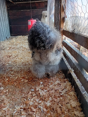 Silkie, mătase japoneza pui, găini și cocoși! - imagine 5