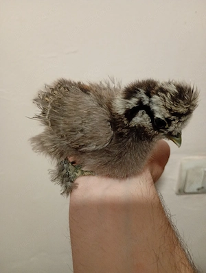 Silkie, mătase japoneza pui, găini și cocoși! - imagine 3