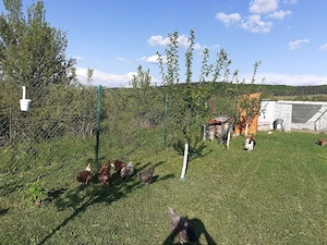 Teren intravilan Poplaca 600 mp