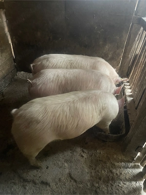 De vanzare porci! - imagine 2