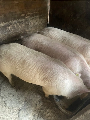 De vanzare porci! - imagine 3