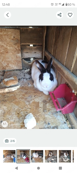 Iepuri maturi cap de leu - imagine 3