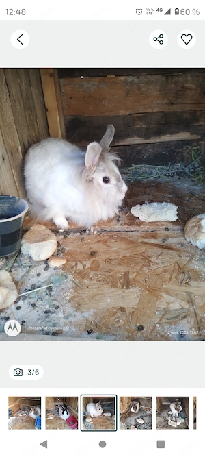 Iepuri maturi cap de leu - imagine 2