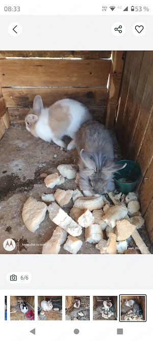 Iepuri maturi cap de leu - imagine 4