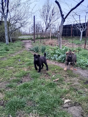 Ofer gratuit caței ciobănesc german