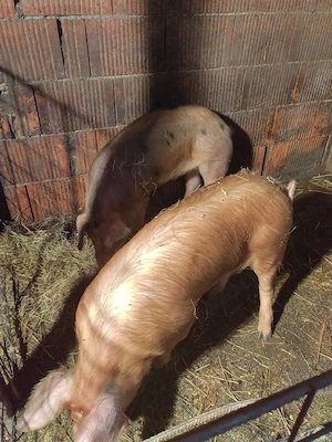 Porci(șoldani) de vânzare - imagine 5