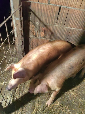 Porci(șoldani) de vânzare - imagine 3