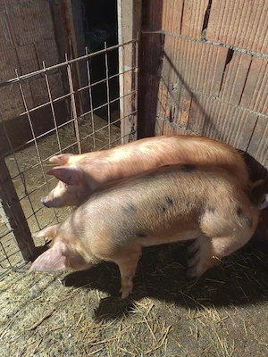 Porci(șoldani) de vânzare - imagine 2