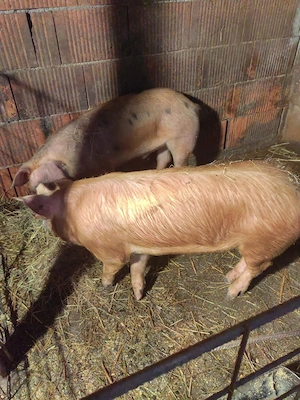 Porci(șoldani) de vânzare - imagine 4