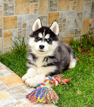 Pui Husky Siberian, părinți campioni! 